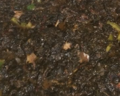 Poisson fumé aux Épinards